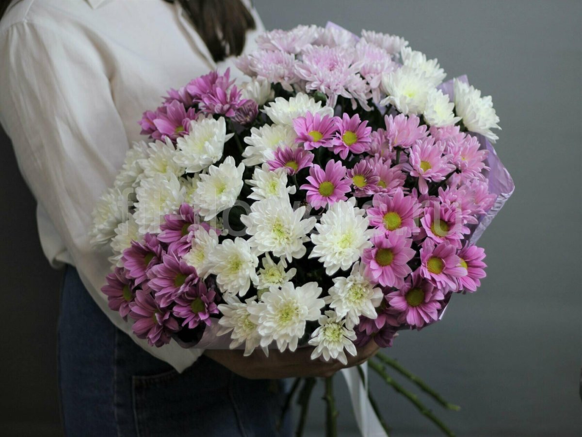 Хризантемы белые кустовые Ромашковые