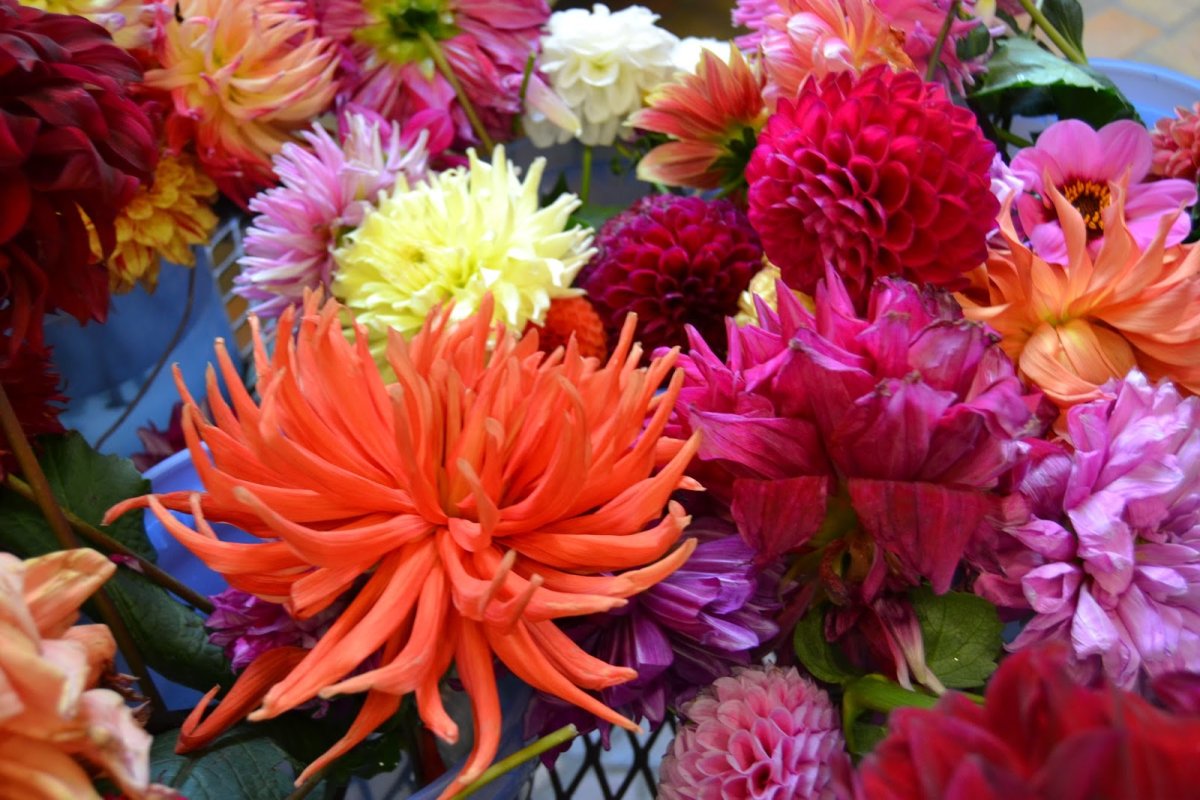 Помпонные георгины в букете