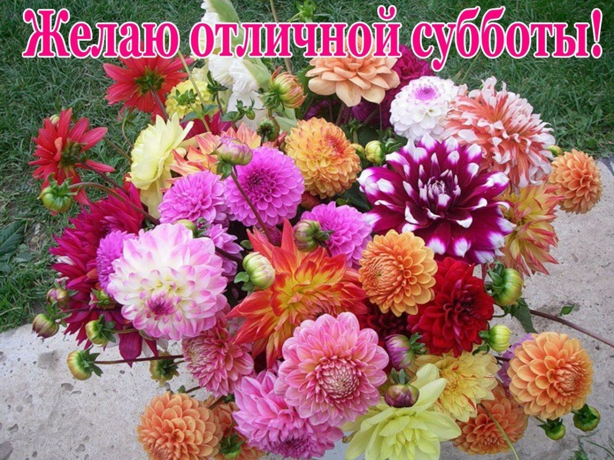 Астра Хризантема георгин