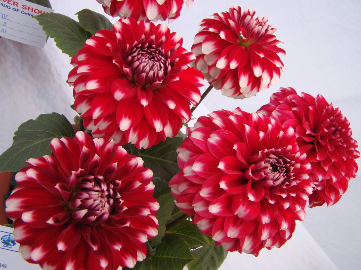 Букет красных георгинов