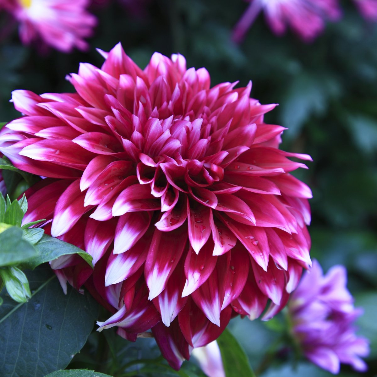 Алоэ Вера георгины