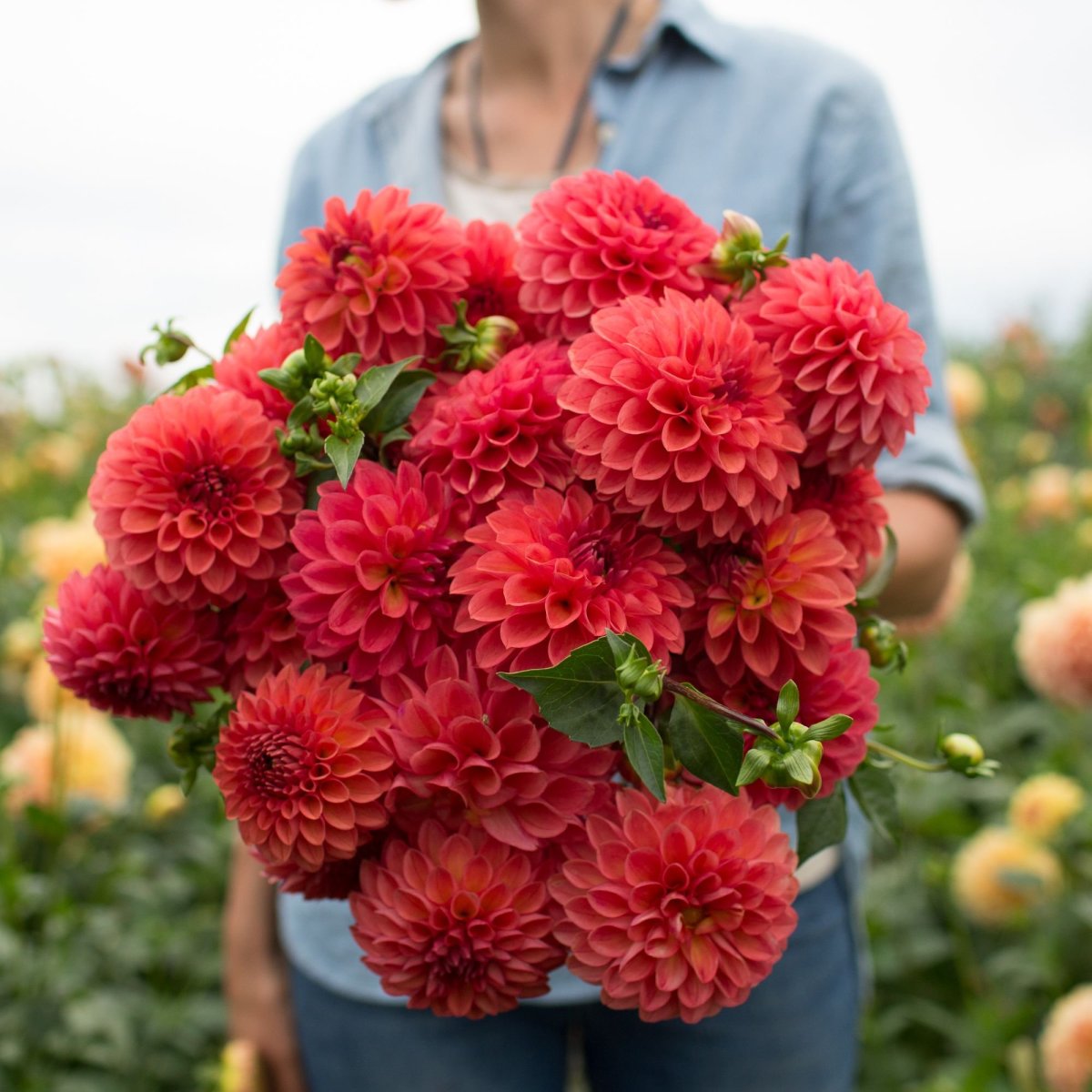 Doris Duke георгин