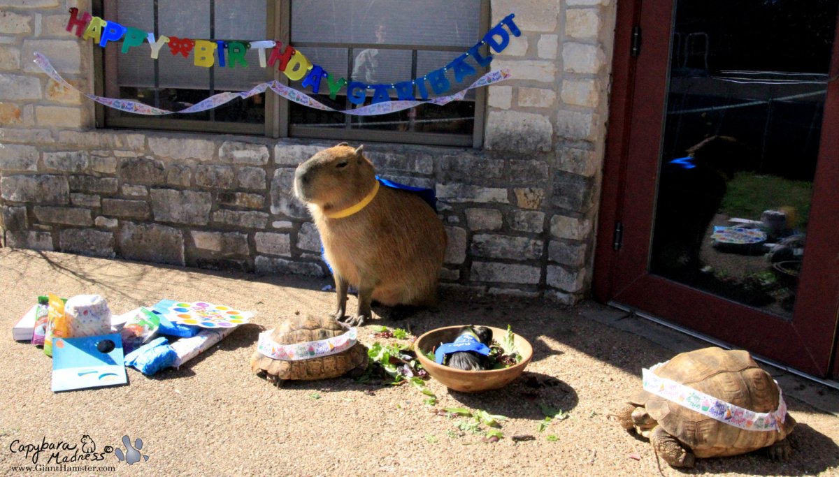 Стикеры капибара телеграмм