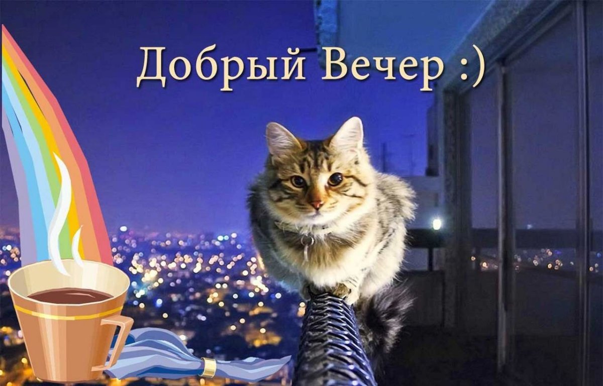 Хорошего вечера котенок
