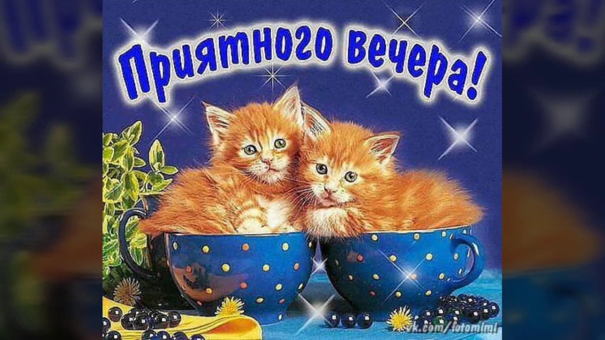 Стикер доброго вечера с котиком