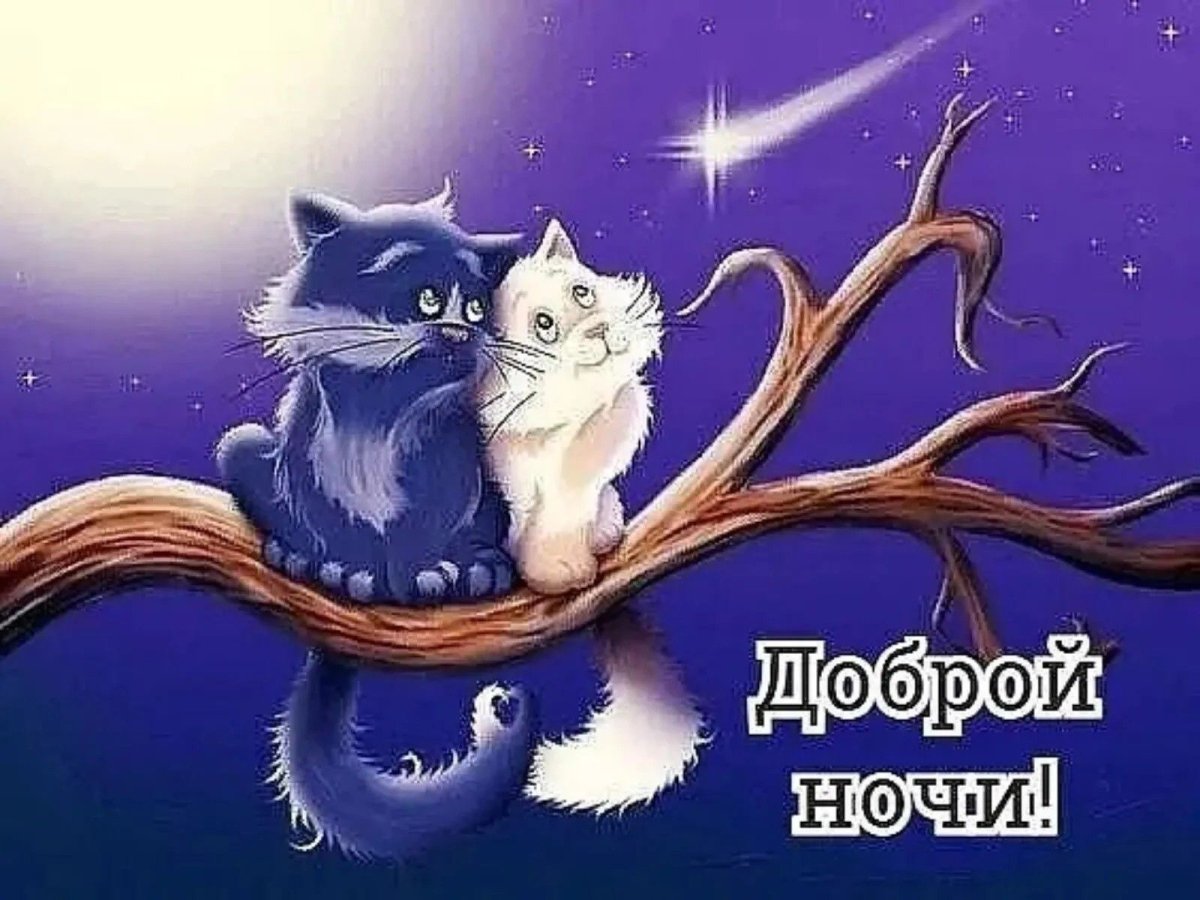 Добрый вечер кот