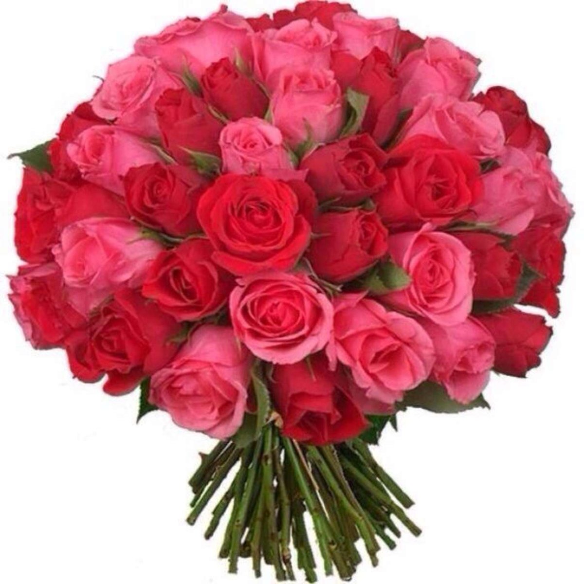 Неля прости меня с днем рождения