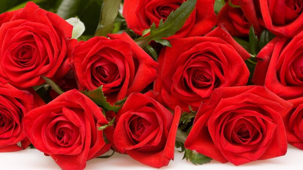 Красивые Алые розы