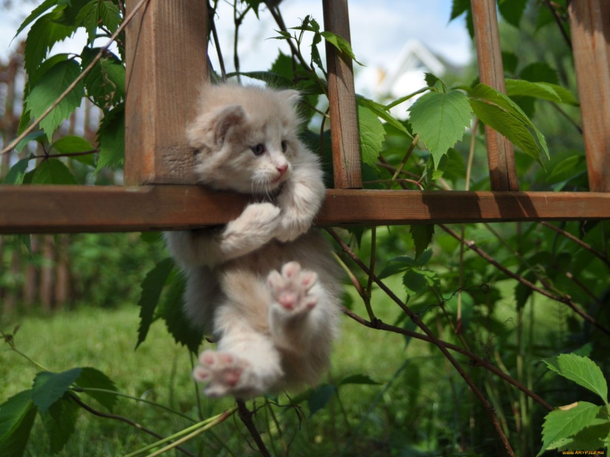 Доброе утро зверята