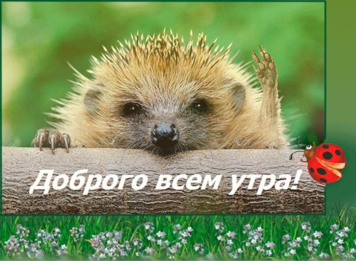 Ежик в понедельник