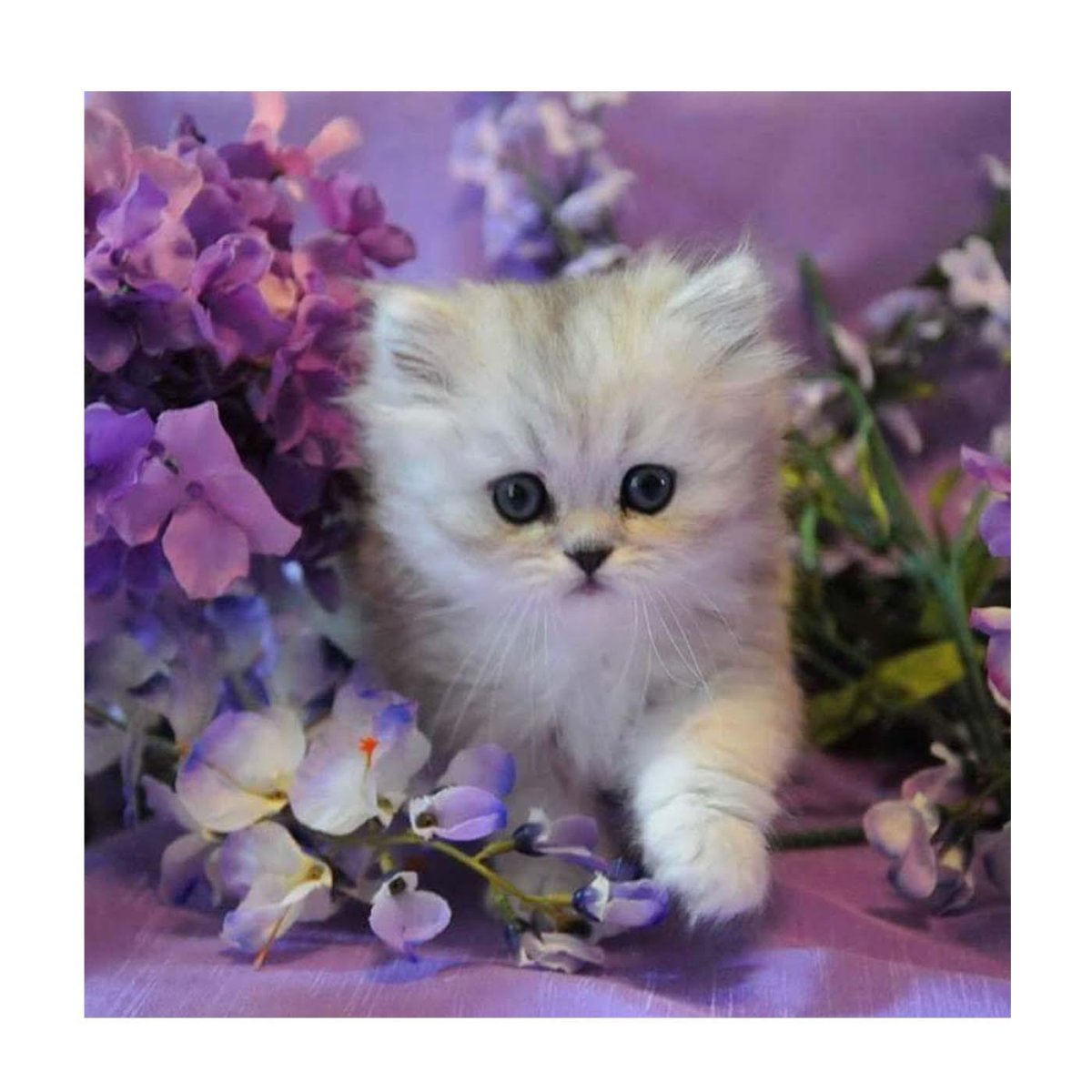 Котенок с цветами