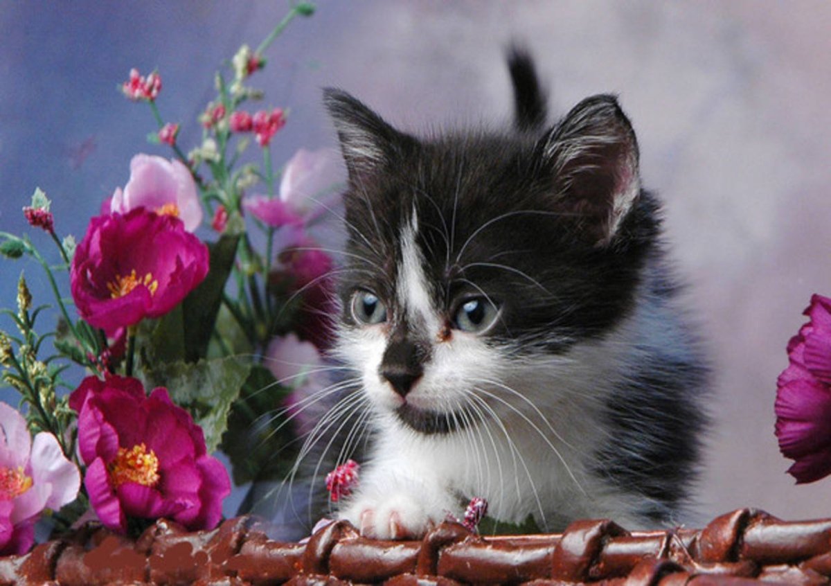 Котенок любит играть с цветами. Котенок в цветах. Красивые котята. Котик с цветочком. Котенок в корзинке с цветами.