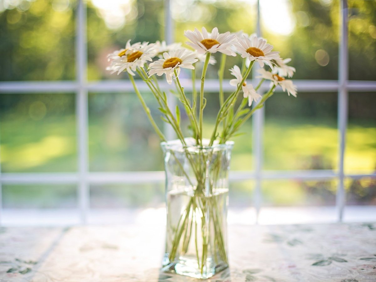 Ромашки в прозрачной вазе