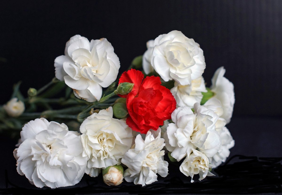 Гвоздики белые и красные