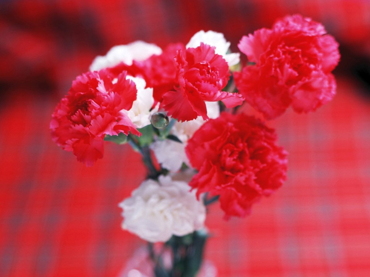 Две красные гвоздики