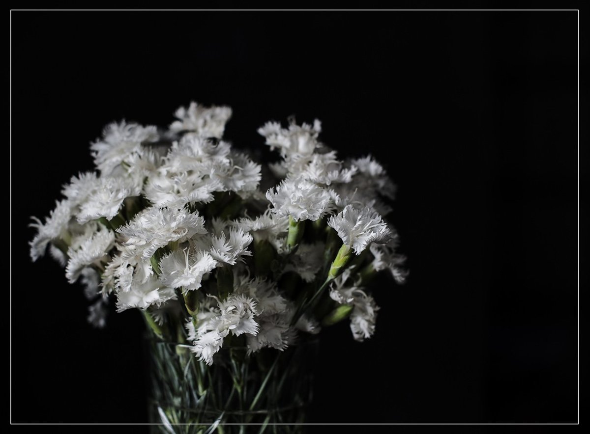 Гвоздики Эстетика