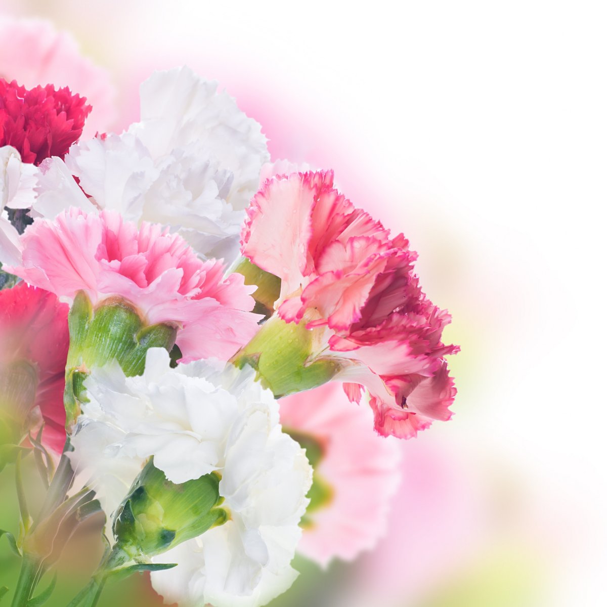 Гвоздики открытка