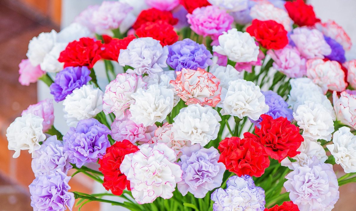 Диантус цветы