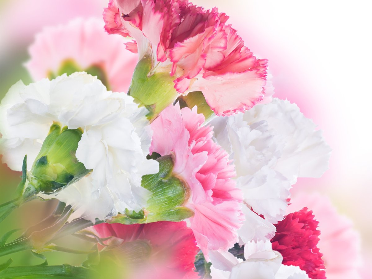 Гвоздики фон