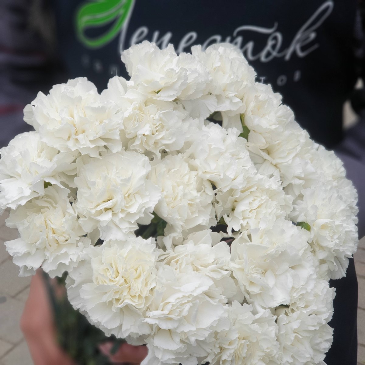 Гвоздика белая махровая одноголовая