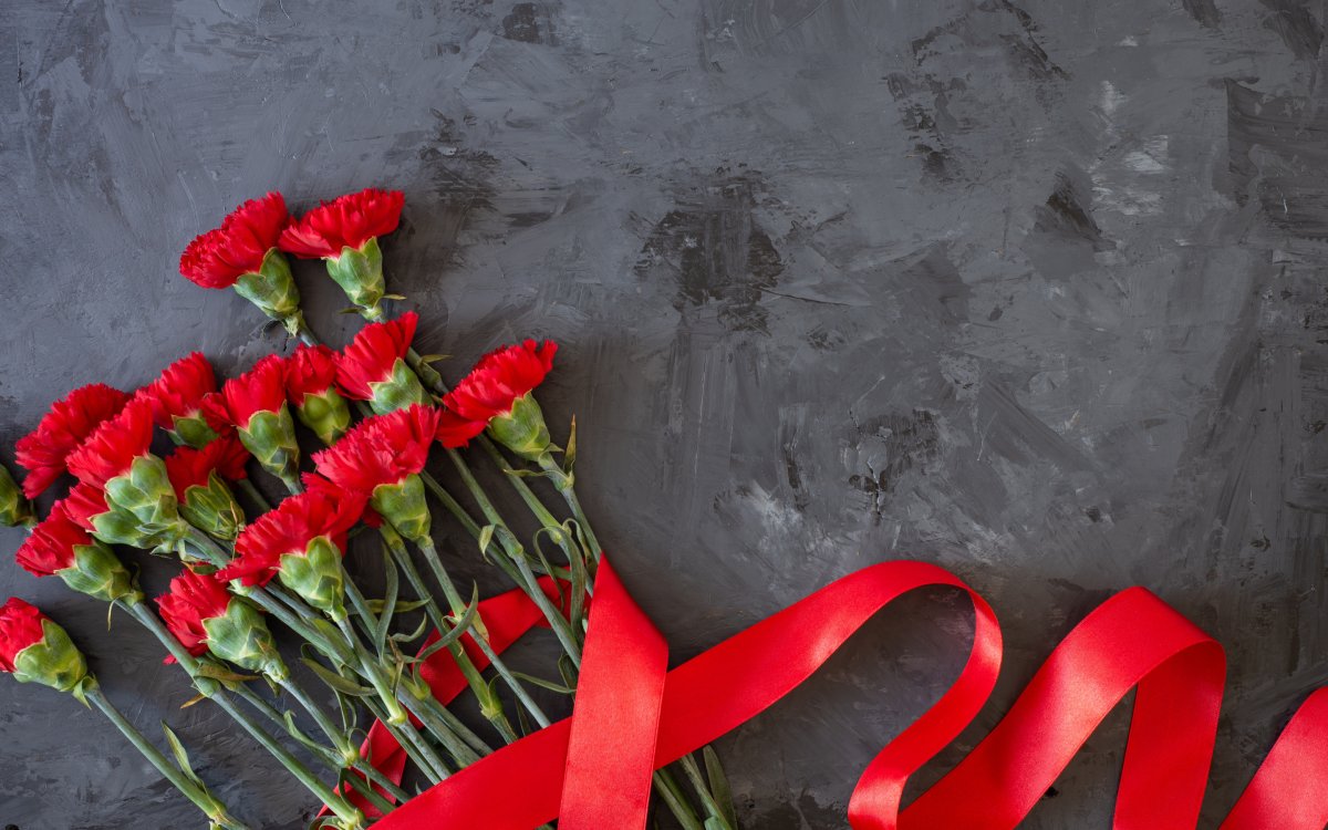 Красные гвоздики на сером фоне