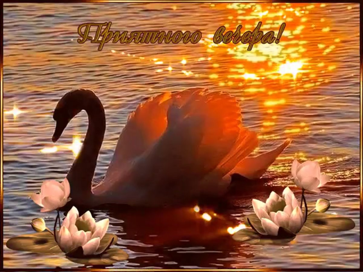 Добрый вечер с лебедями