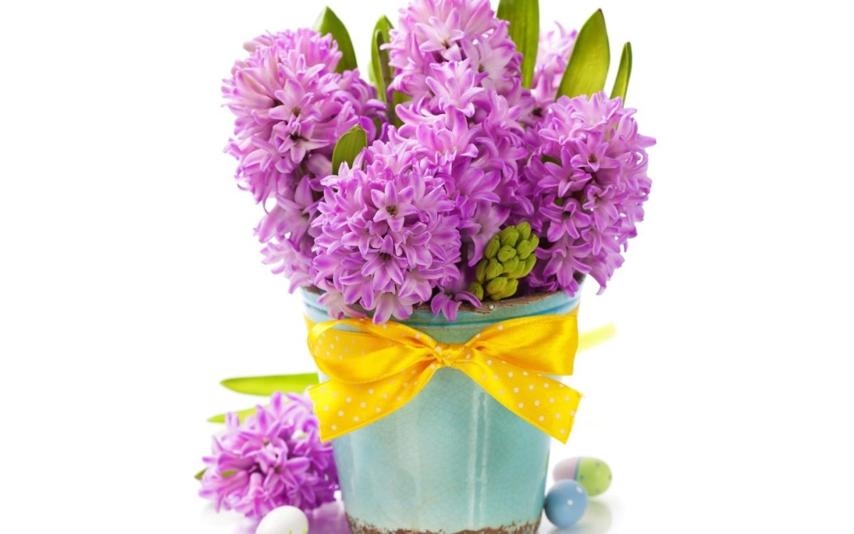 Тюльпан хризантемы гиацинт