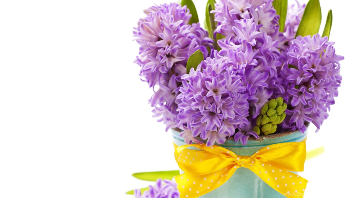 Тюльпан хризантемы гиацинт