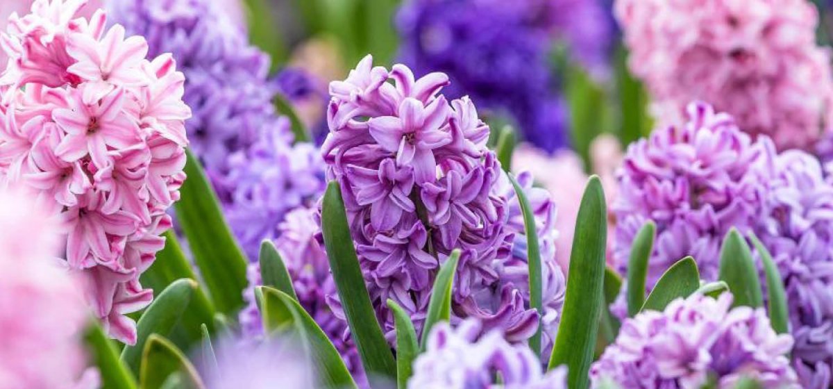 Гиацинт Розетта махровый