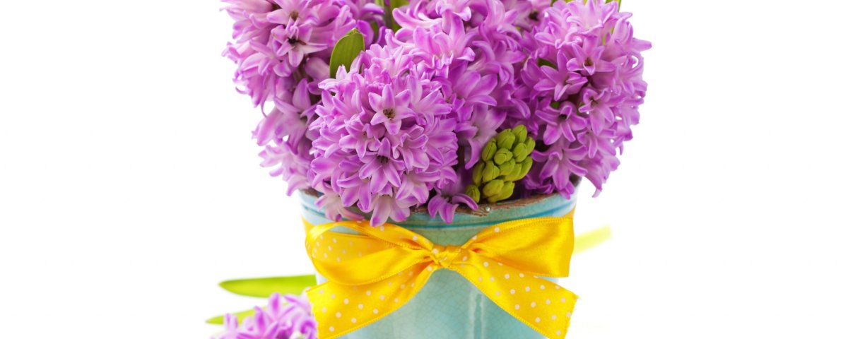 С 8 марта гиацинты