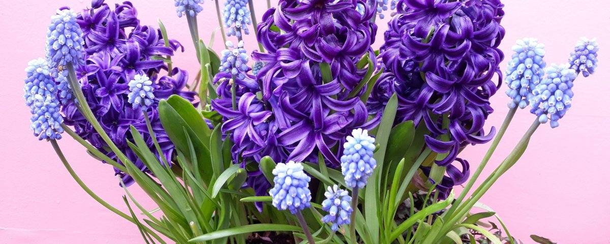 Гиацинт орхидеи хризантемы