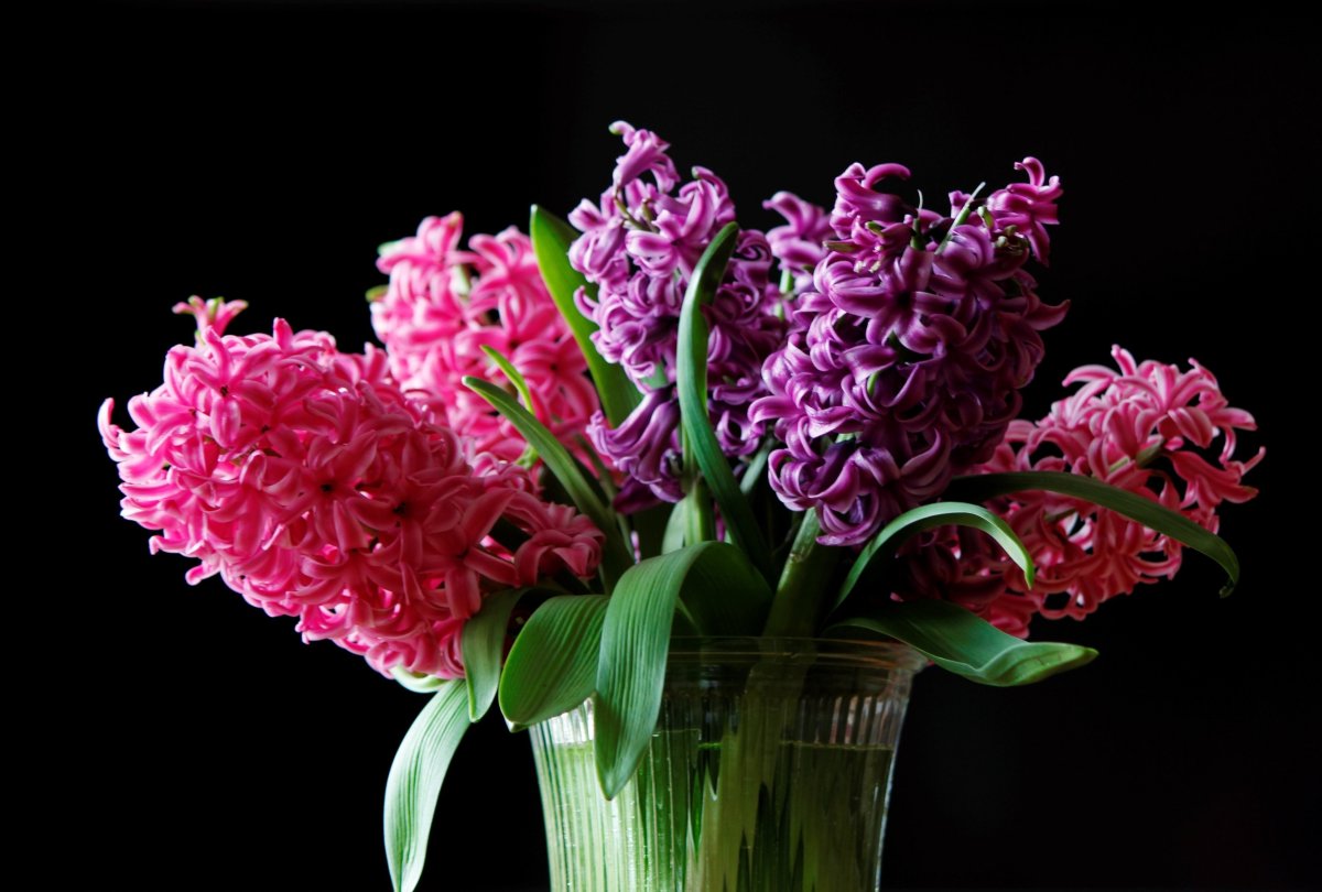 Гиацинты цветы букет