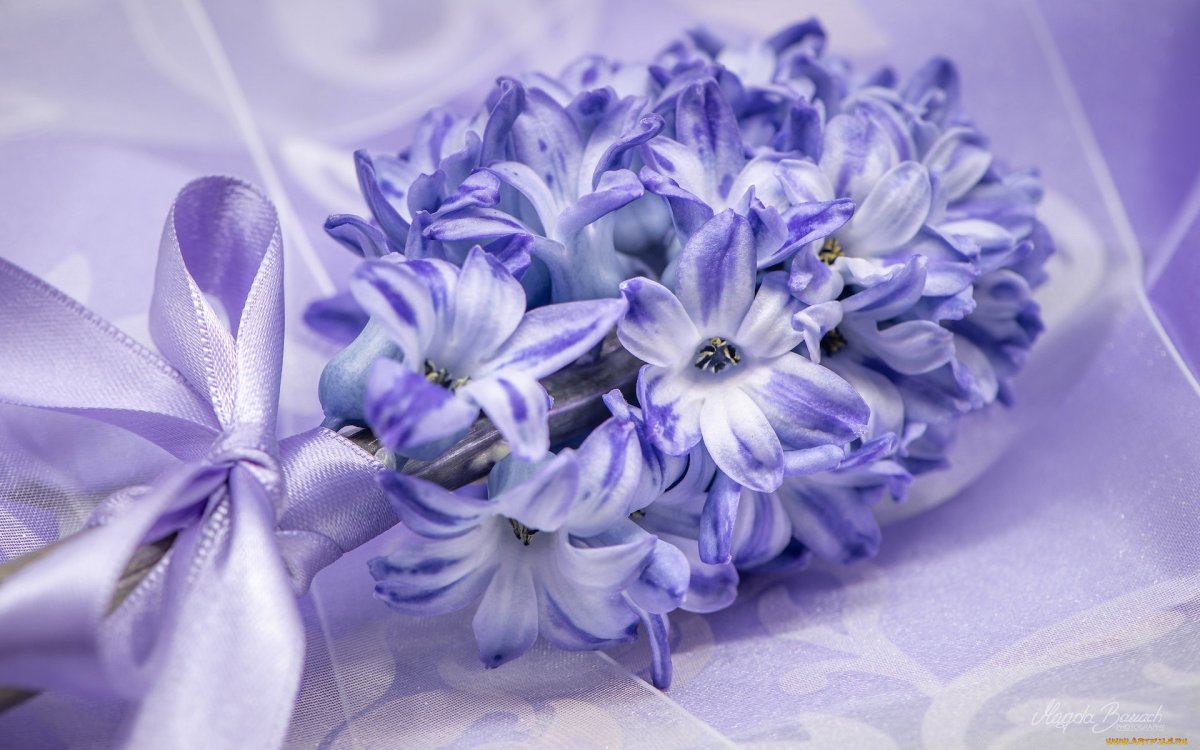 Гиацинты букет