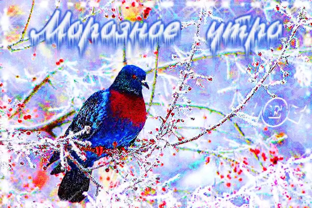 Открытка доброе морозное утро