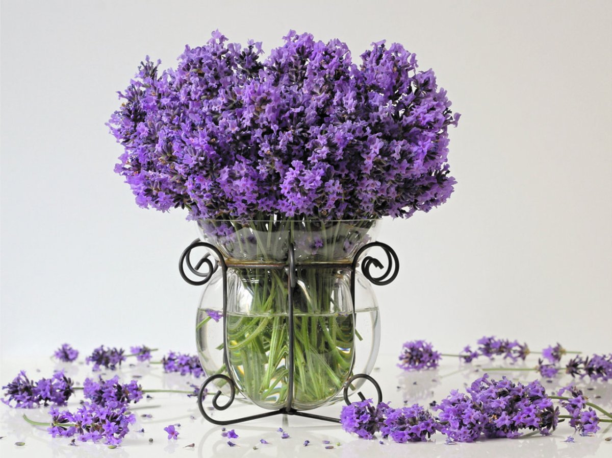 Лаванда (размер: 150*145)