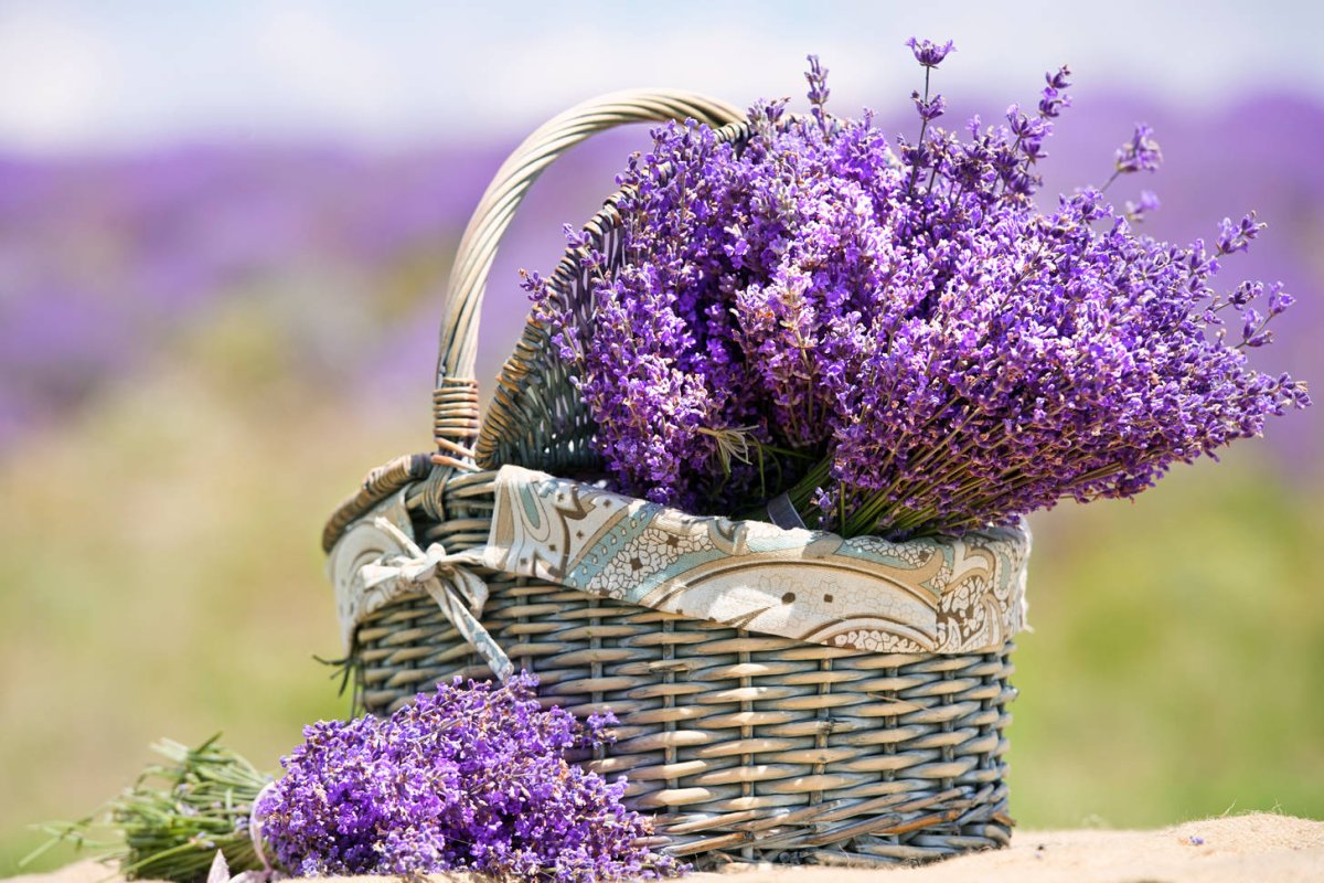 "Лаванда с черным индийским чаем, вереском и незабудкой", 100гр