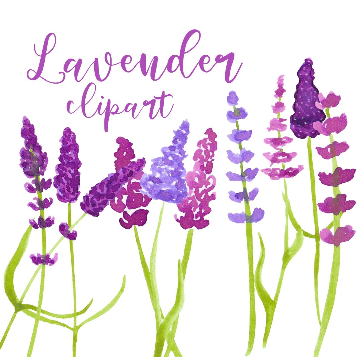 Лаванда рисунок для детей