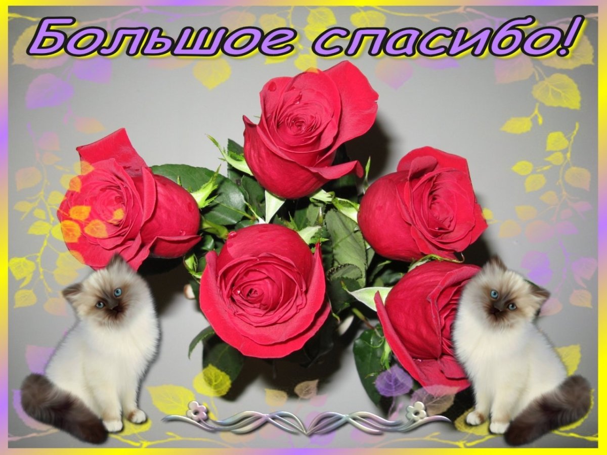 Самые красивые открытки с благодарностью