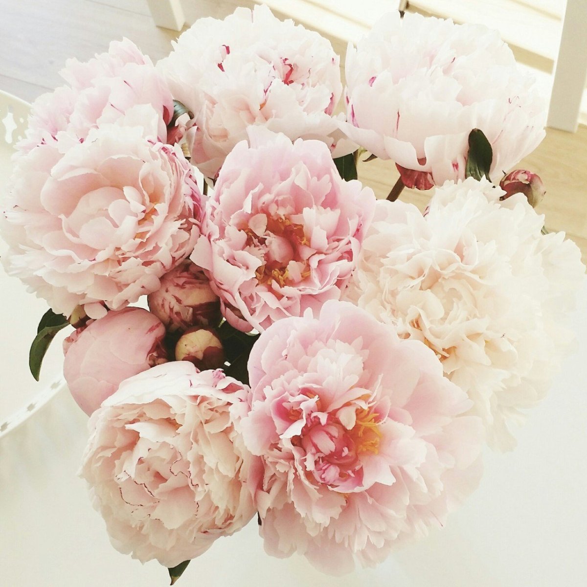 Пудровые цветы пионы