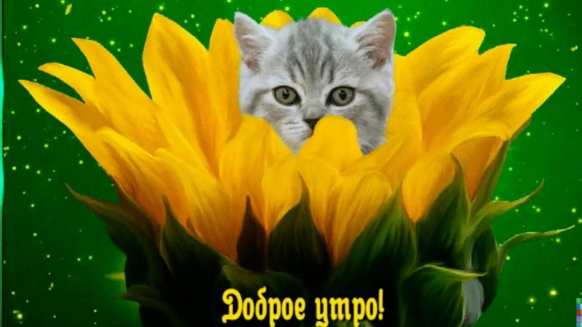 Открытки с добрым утром бесплатно мерцающие