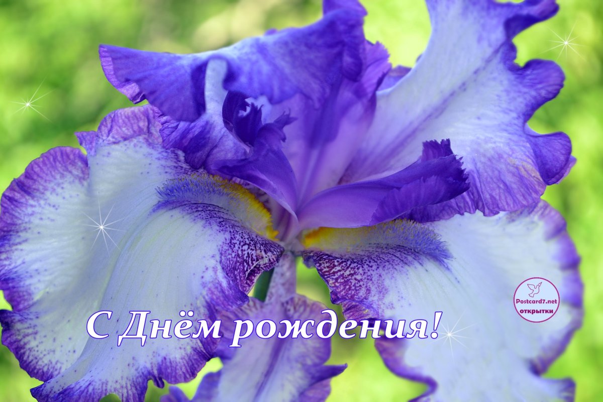 Букет «Ирис и желтый тюльпан»