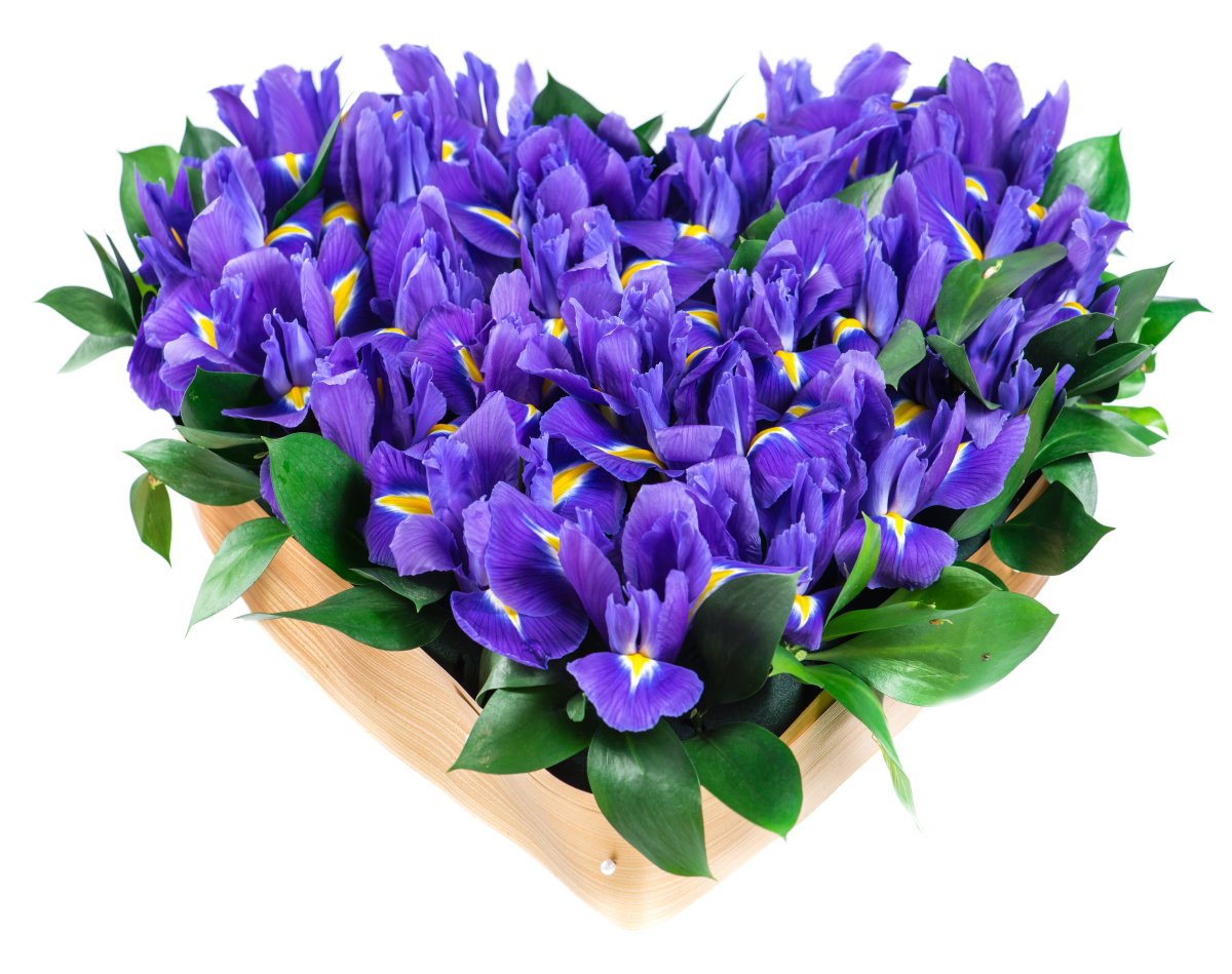 Ирисы поздравляю