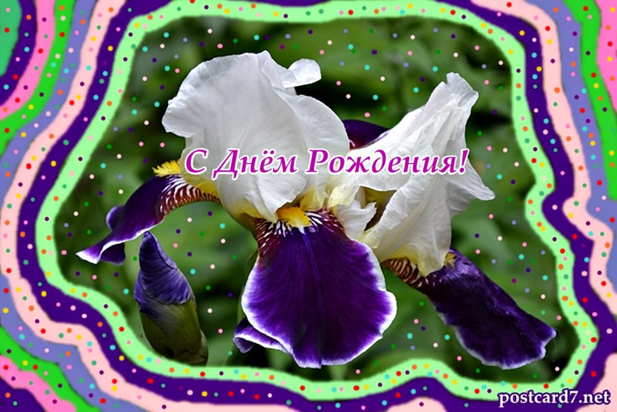 Доченька с днем рождения ирисы