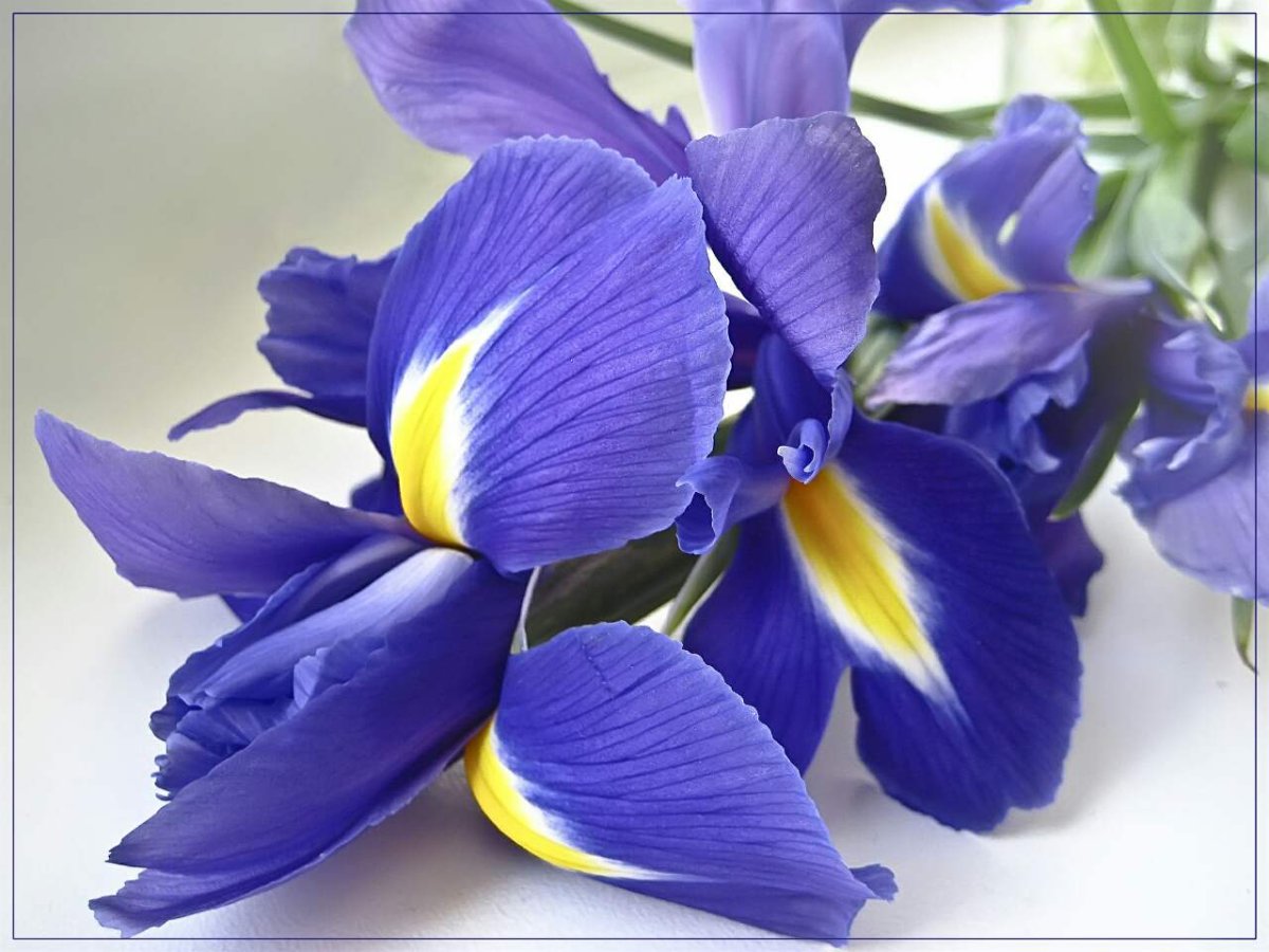 Ирисы на Светлом фоне