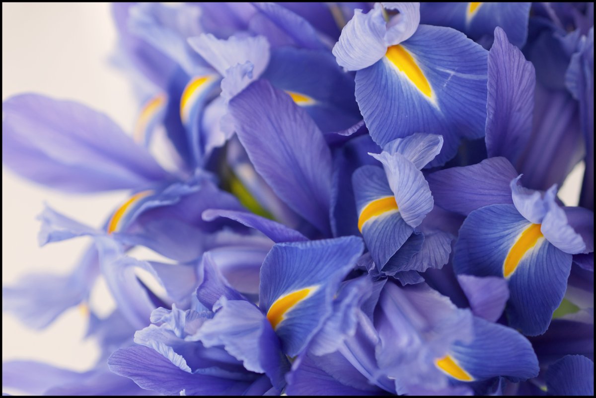 Открытки с днем рождения на фиолетовом фоне