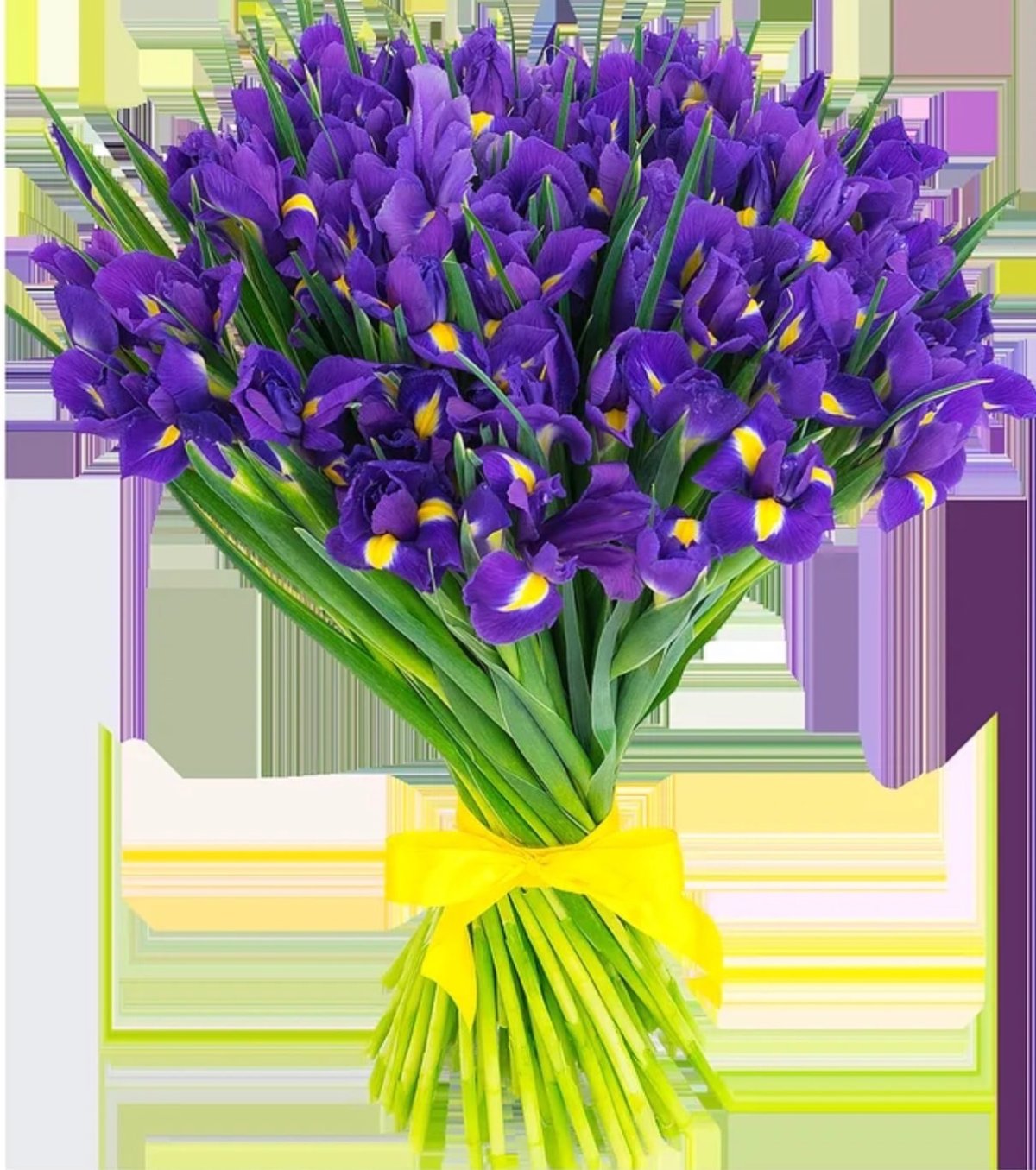 С днем рождения ирисы