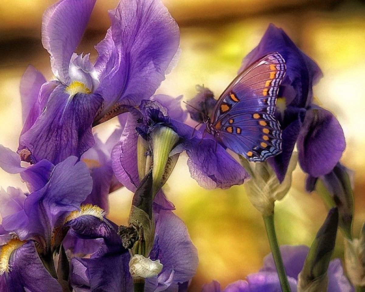 С днем рождения ирисы