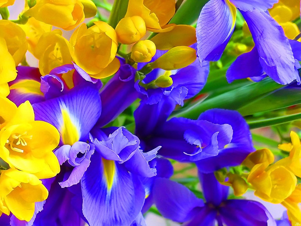 Ирис Блю Мэджик букет