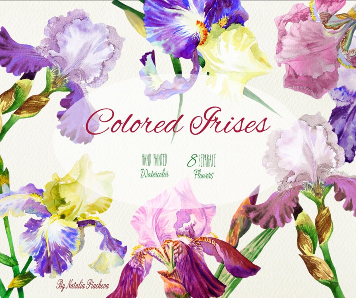 С днём рождения с ирисами