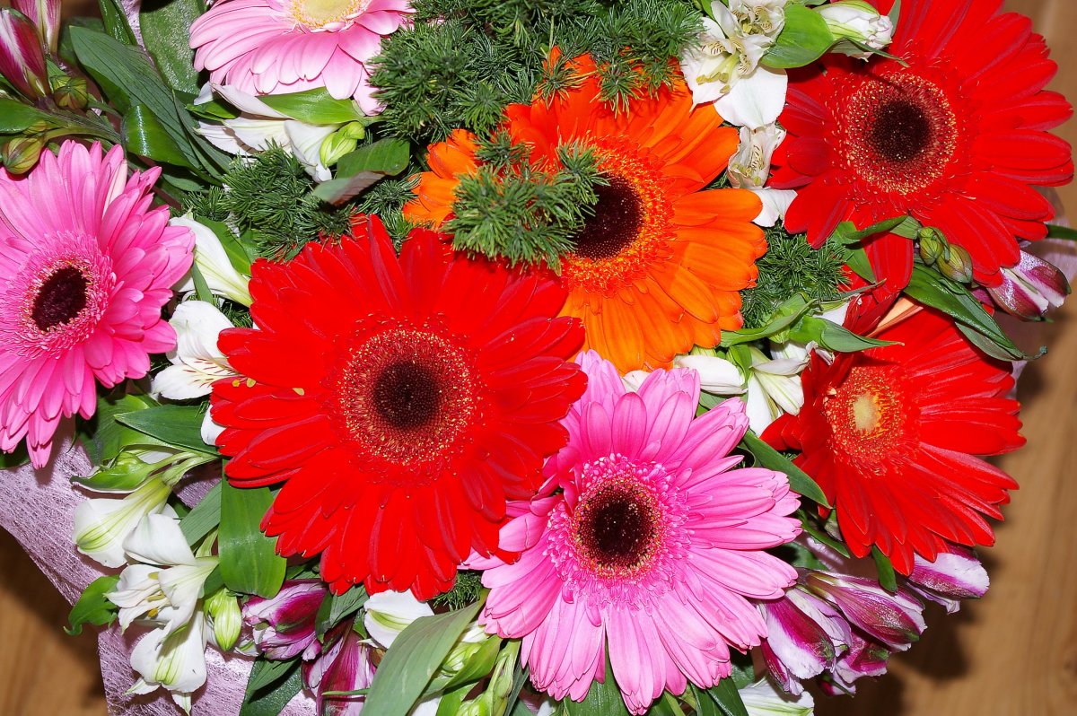 Герберы поле